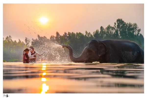 Full Day Tour Visit The Elephant Village Surin